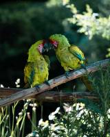 Nicolas DANISZEWSKI - STUDIO MASWANI